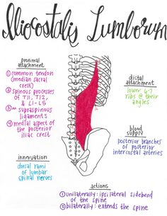 a diagram of the human skeleton and its major functions in it's structure, including ribs