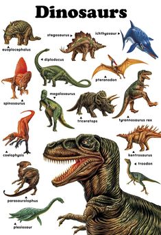 the different types of dinosaurs are shown in this poster