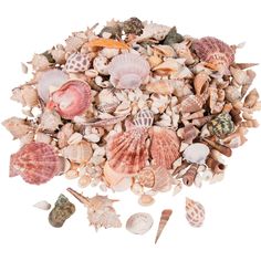 various seashells and shells on a white background