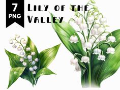 lily of the valley flowers and green leaves with text that reads, 7 lily of the valley