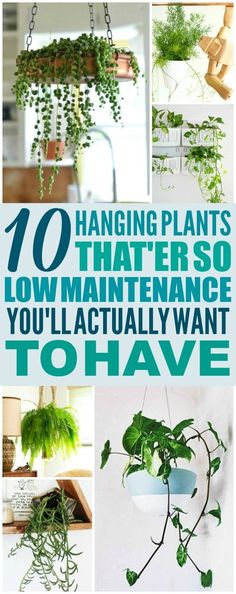 hanging plants that are so low maintenance you'll actually want to have them in your house