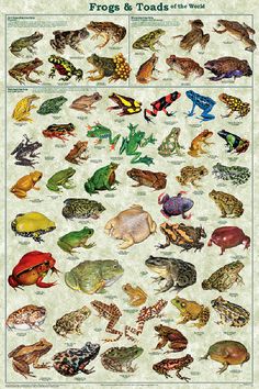 frogs and toades of the world poster