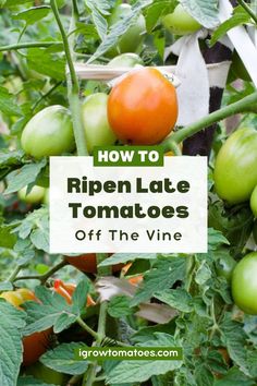 late season tomatoes still on the vine. How To Ripen Green Tomatoes, Staking Tomato Plants, How To Ripen Tomatoes, Ripen Green Tomatoes, Tomato Problems, Lemongrass Plant, Tomato Growing, Tomato Varieties