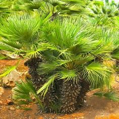 a group of palm trees with lots of green leaves on it's branches and some rocks in the background