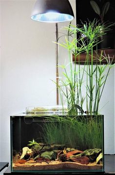 an aquarium with grass and plants in it next to a lamp on a table top