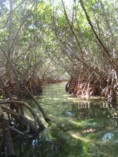 the water is crystal clear and green in this area with trees growing out of it