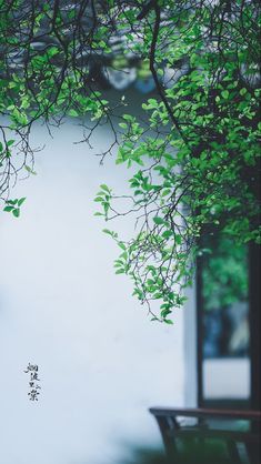 a bench under a tree with green leaves