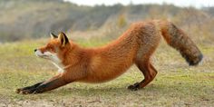 a red fox running across a grass covered field