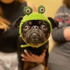 a small dog wearing a green hat with googly eyes