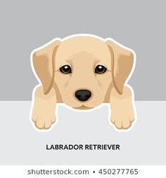 a yellow labrador retriever puppy peeking out from behind a white sign with the words labrador retriever on it