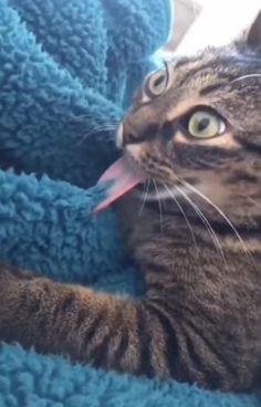 a cat laying on top of a blue blanket with its tongue hanging out to it's mouth