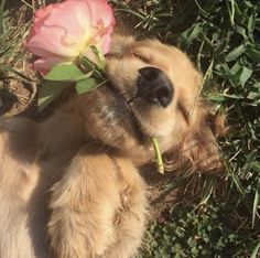 a puppy holding a flower in its mouth while laying on the ground next to grass