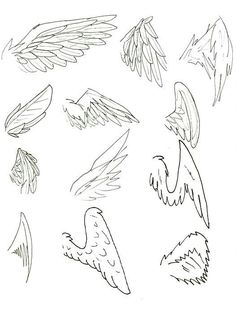 some drawings of different types of wings