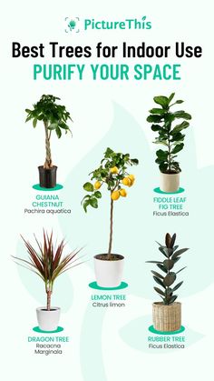 the best trees for indoor use to purify your space - infographical poster