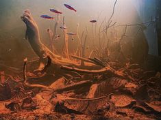 an underwater scene with fish swimming in the water and plants growing out of the ground