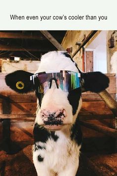 a black and white cow with sunglasses on it's head