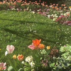 many different colored flowers are in the grass