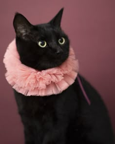 a black cat is wearing a pink collar