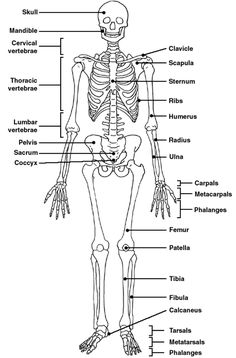 the skeletal skeleton and its major bones are labeled in this diagram, with labels on each side