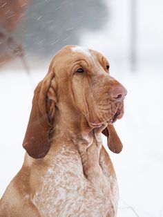 a brown dog sitting in the snow with it's eyes closed and tongue out