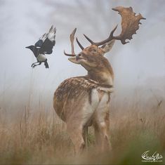 a deer with antlers on it's back standing next to a bird in the air