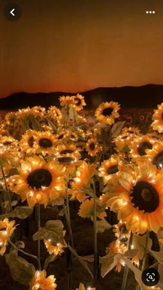 the sunflowers are lit up with fairy lights in the middle of the field