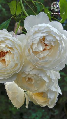 three white flowers with green leaves in the background