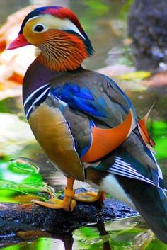 a colorful bird perched on top of a tree branch in the water surrounded by leaves