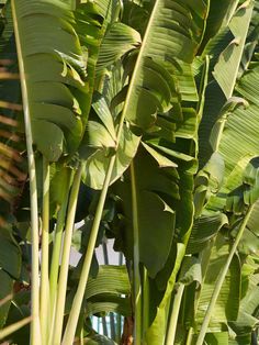 Banana Plants: Tall Leaves of an Abaca Banana Banana Leaf Plant, Banana Plant, Banana Plants, Humid Weather, Leaf Plant, Banana Tree, Unusual Plants, Banana Leaves, Front Lawn