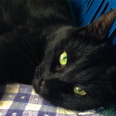 a black cat laying on top of a bed next to a blue basket with yellow eyes