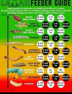 a poster showing the different types of bugs