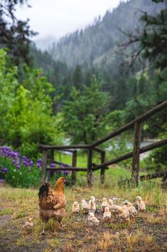 several chickens are standing in the grass near a fence