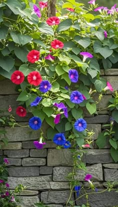 colorful flowers growing on the side of a brick wall