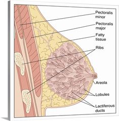 the anatomy of the female breast