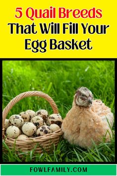 a basket full of eggs with the words 5 quail breeds that will fill your egg basket