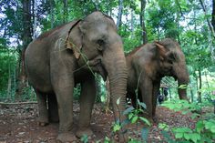 Um projeto no #Camboja permite que turistas lavem, alimentem, brinquem e, claro, tirem selfies com #elefantes idosos. Foto: Kristi Eaton/Associated Press. Siem Reap, Travel Cambodia, Elephant Sanctuary, Watering Hole, Luxury Getaway, Interesting Animals, Indian Elephant, Love And Care, The Trip