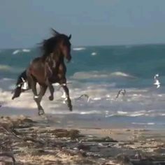 a horse is running on the beach with seagulls