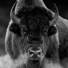 a bison with large horns standing in the grass