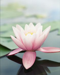 a pink water lily floating on top of a pond