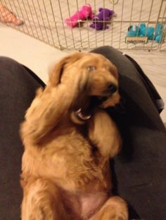 a brown dog sitting on top of a couch next to a cage