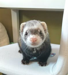 a ferret sitting on top of a white chair