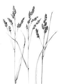 three plants are shown in black and white