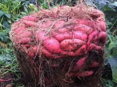 a pile of red potatoes sitting on top of a lush green field covered in dirt