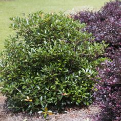 some bushes are in the grass and one bush is growing out of the ground next to it