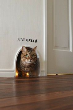 a cat is peeking out from behind a door with the words'cat only?'written on it