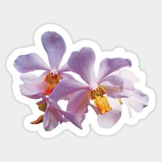 two pink orchids with yellow stamens on a white background sticker or decal