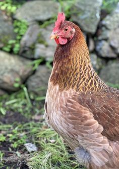 a close up of a chicken on the ground near some grass and rocks in the background