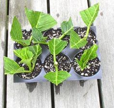 some plants are growing in small pots on a wooden deck outside, with little dirt around them