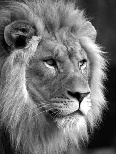 a black and white photo of a lion looking at the camera with an intense look on his face