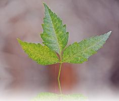 a green leaf is shown in front of a blurry background